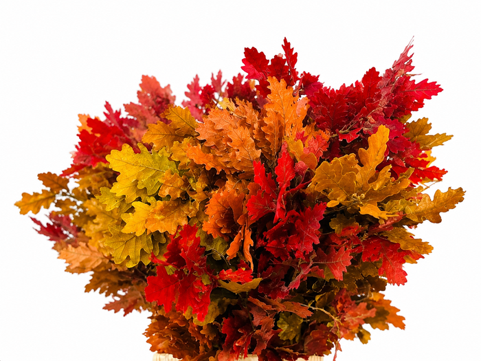 <h4>Quercus Preserved Autumn (oak,eik)</h4>