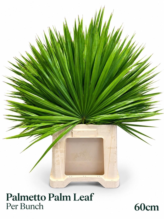 <h4>SABAL PALMETTO</h4>