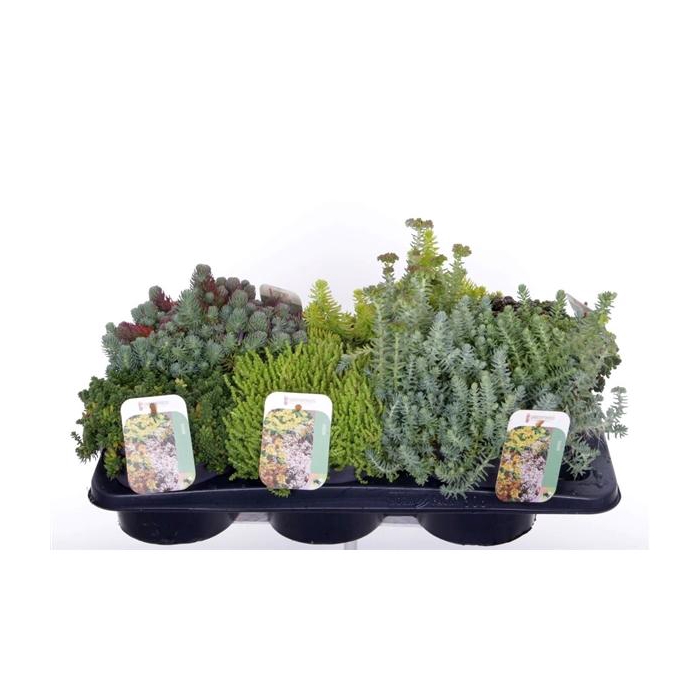 <h4>Sedum mix in tray</h4>