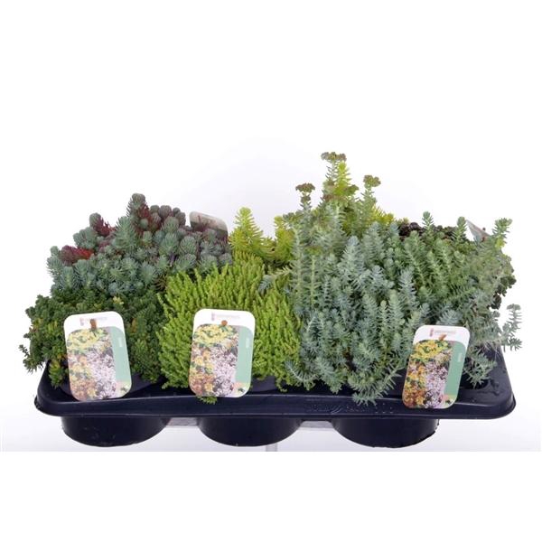 Sedum mix in tray