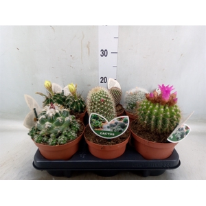 Cactus   ...mix