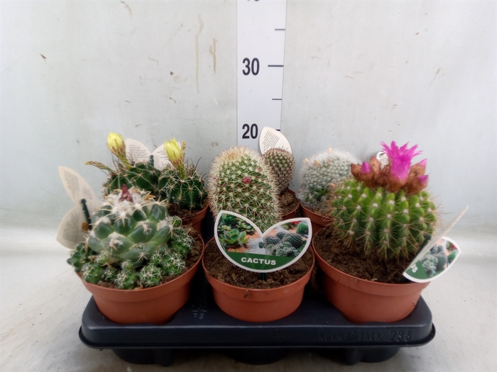 <h4>Cactus   ...mix</h4>