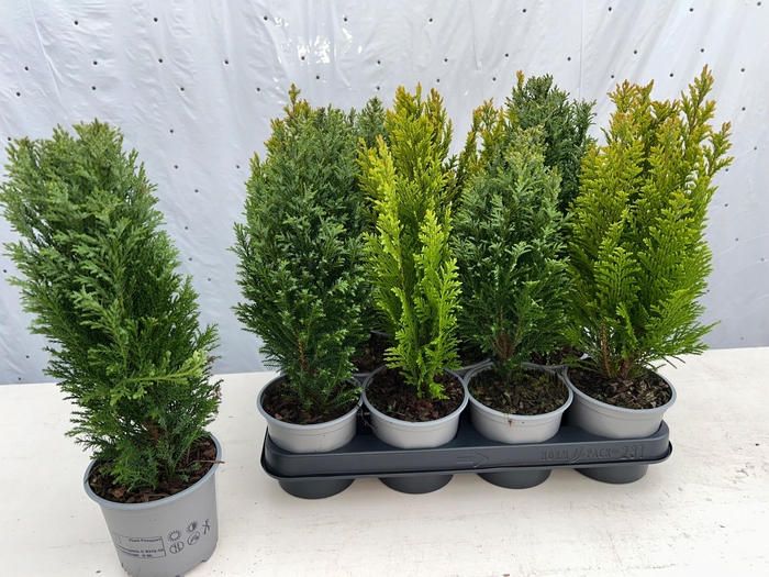 <h4>CONIFEREN GEM</h4>