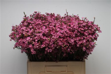 <h4>Chamelauc Mb Violet</h4>