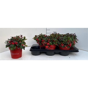 Gaultheria Procumbens