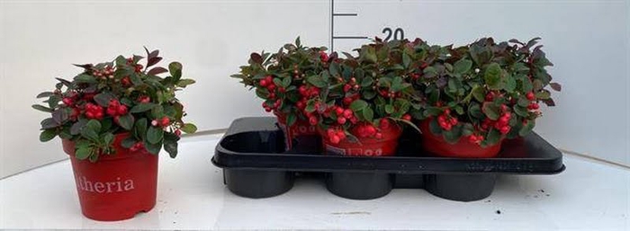 Gaultheria Procumbens