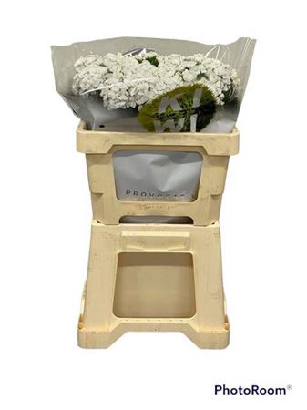<h4>Di Barb Kiwi Bunny White 50cm</h4>