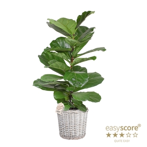 FICUS LYRATA P26 BASKET