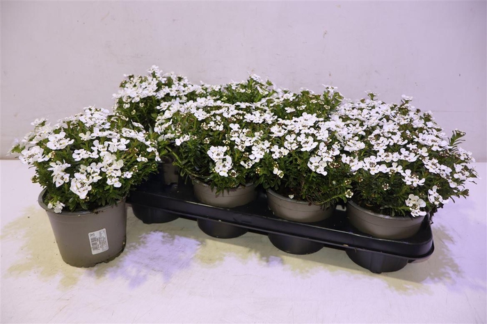 <h4>Iber Sempervirens</h4>