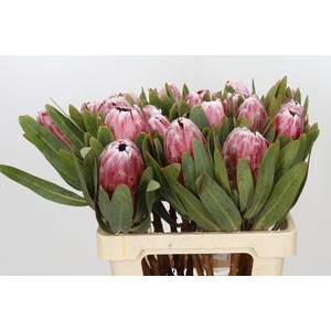 Protea Pink Lady