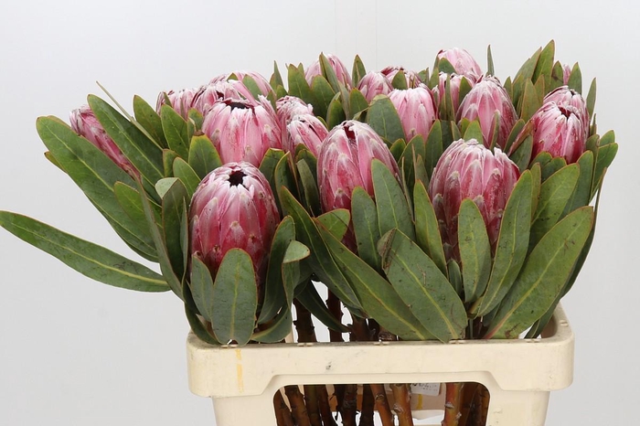 <h4>Protea Pink Lady</h4>