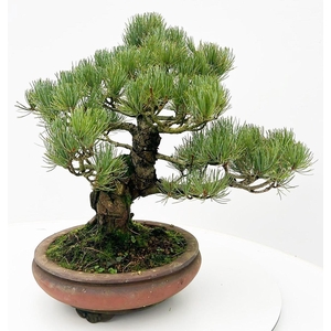 Pinus parviflora, 25cm, height 45cm. (single item)