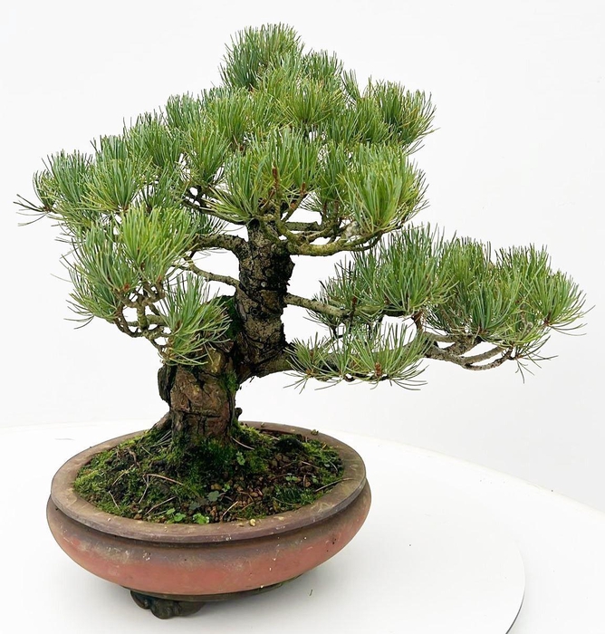 <h4>Pinus parviflora, 25cm, height 45cm. (single item)</h4>