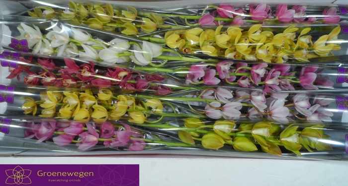 <h4>CYMB MI GEM</h4>