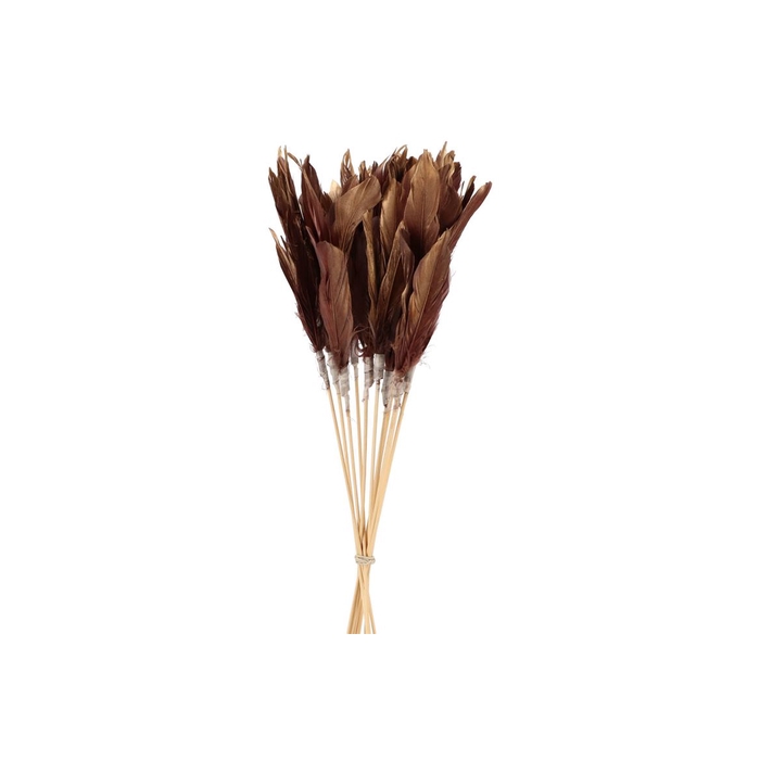 <h4>Feathers Burgundy Op Stok 58cm P/12</h4>