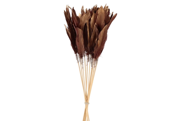 <h4>Feathers Burgundy On Stick 58cm P/12</h4>