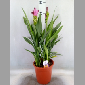Curcuma alism. 'Siam Splash'