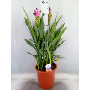 Curcuma alism. 'Siam Splash'