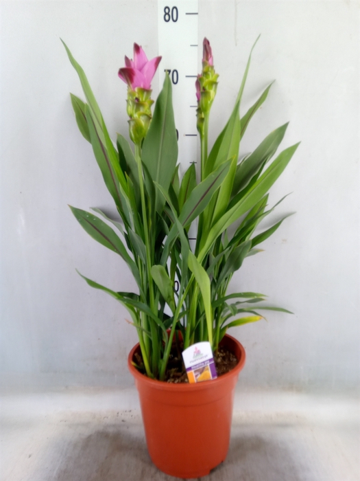 <h4>Curcuma alism. 'Siam Splash'</h4>