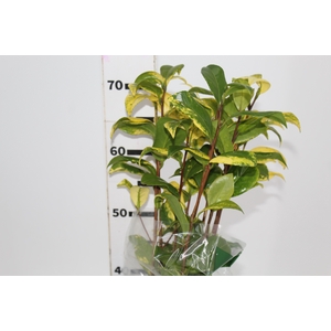 FOLHAGEM CAMELIA VARIEGATA