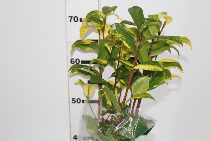 <h4>FOLHAGEM CAMELIA VARIEGATA</h4>