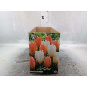 Tulipa   ...flowerbulbs