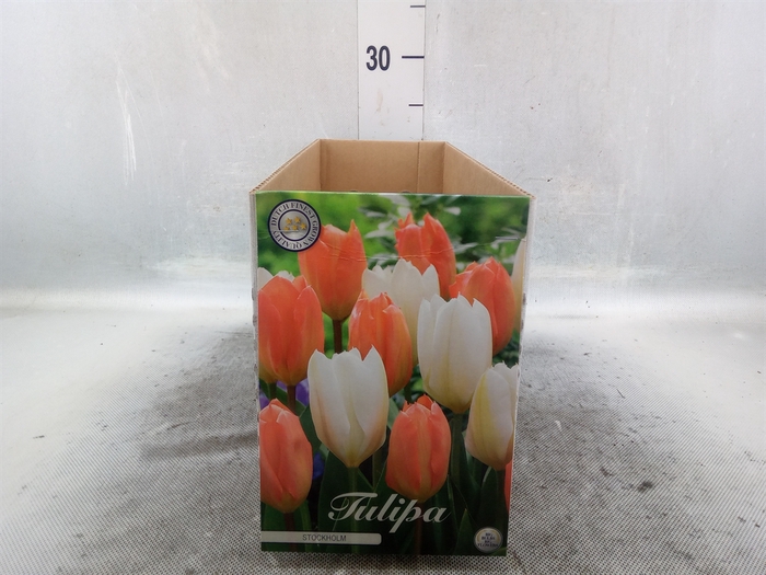 <h4>Tulipa   ...flowerbulbs</h4>