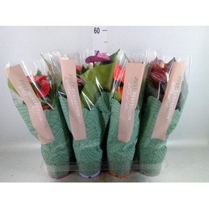 Anthurium   ...mix
