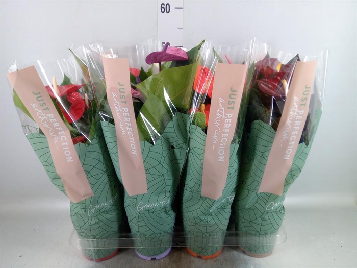 <h4>Anthurium ...mix</h4>