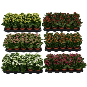 Kalanchoe diverse kleuren