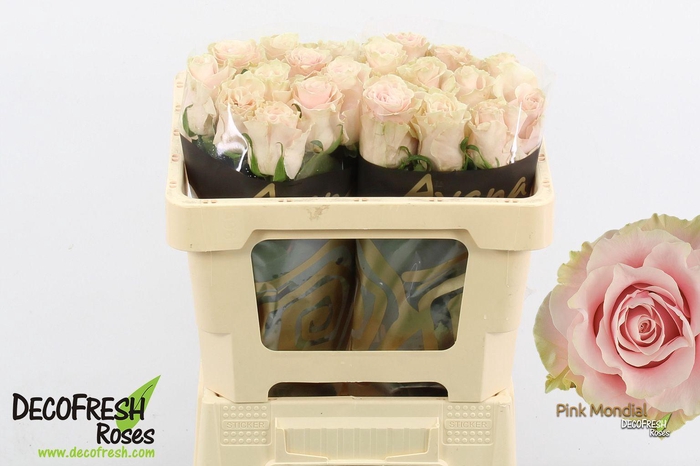 <h4>R Gr Pink Mondial</h4>