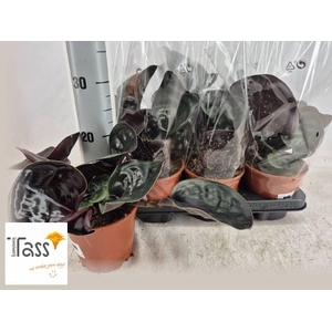 GEOGENA C MIDN PEARL