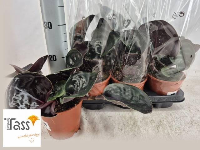 <h4>GEOGENA C MIDN PEARL</h4>