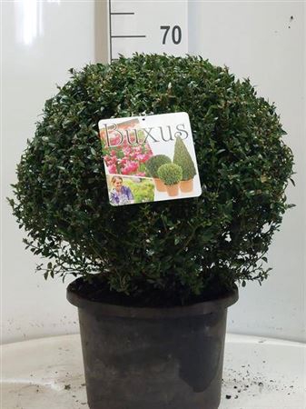 <h4>Buxu Sempervirens</h4>