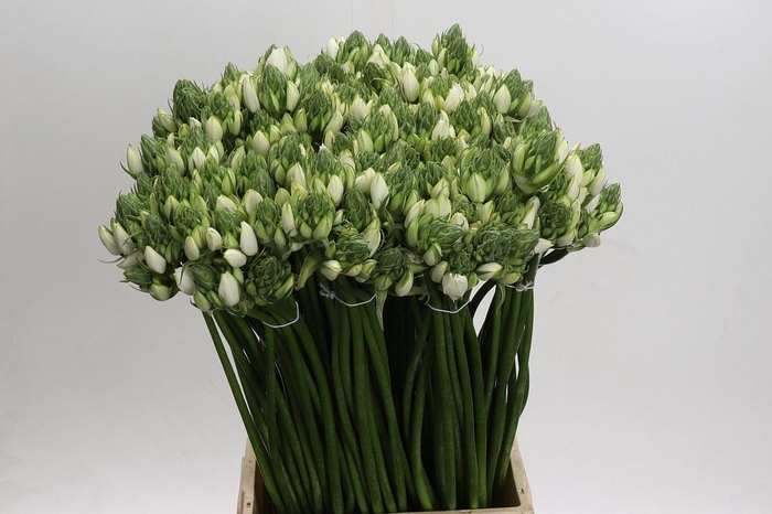 <h4>ORNITHOGALUM PILAR</h4>
