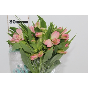 ALSTROEMERIA DUBAI 080 CM