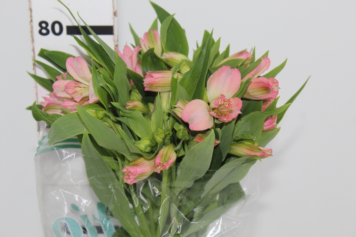 <h4>ALSTROEMERIA DUBAI 080 CM</h4>