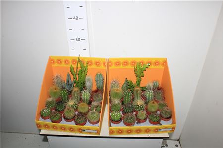 <h4>Cactus Gem 18 Srt</h4>
