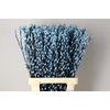 Salix Snowflake 70cm L.Blue