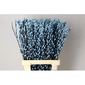 Salix Snowflake 70cm L.Blue