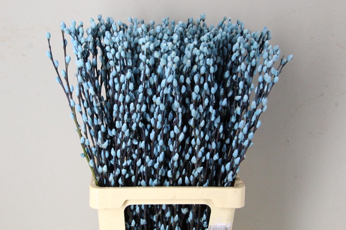 <h4>Salix Snowflake 70cm L.Blue</h4>