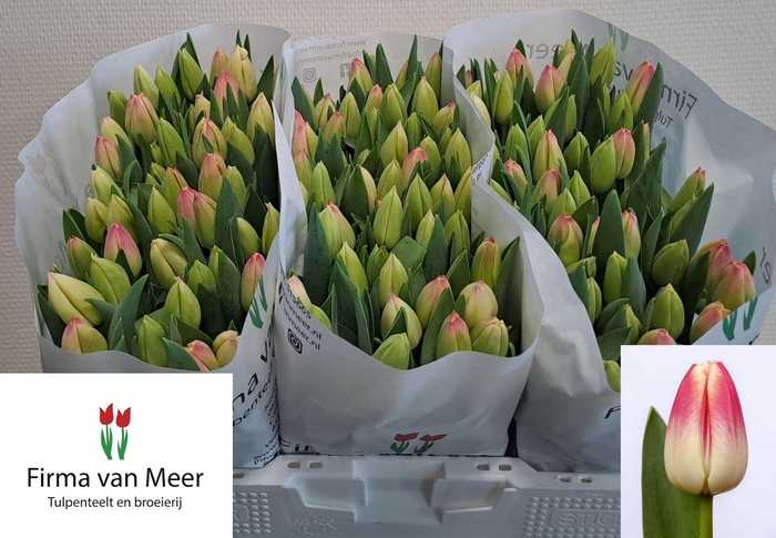 <h4>TU EN LORELY</h4>