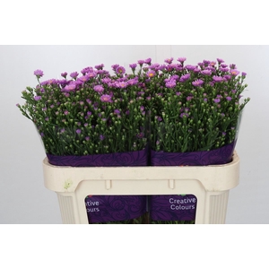 ASTER N-B 'CASAROSA'