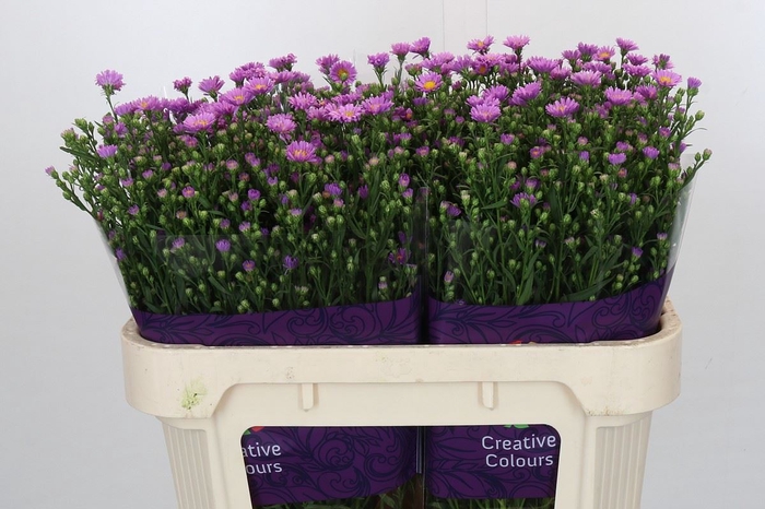 <h4>ASTER N-B 'CASAROSA'</h4>