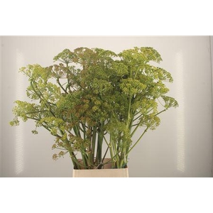 Foeniculum Vulgare Ferule