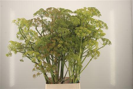 <h4>Foeniculum Vulgare Ferule</h4>