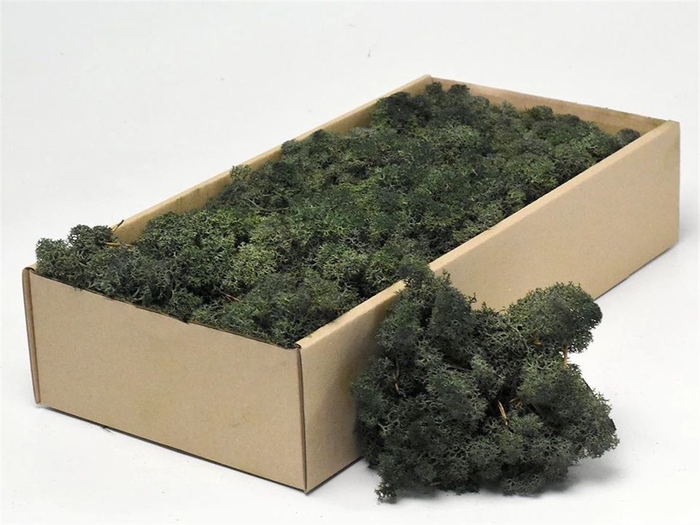 <h4>Mos Rendier Pine Green Gepr 500gr</h4>
