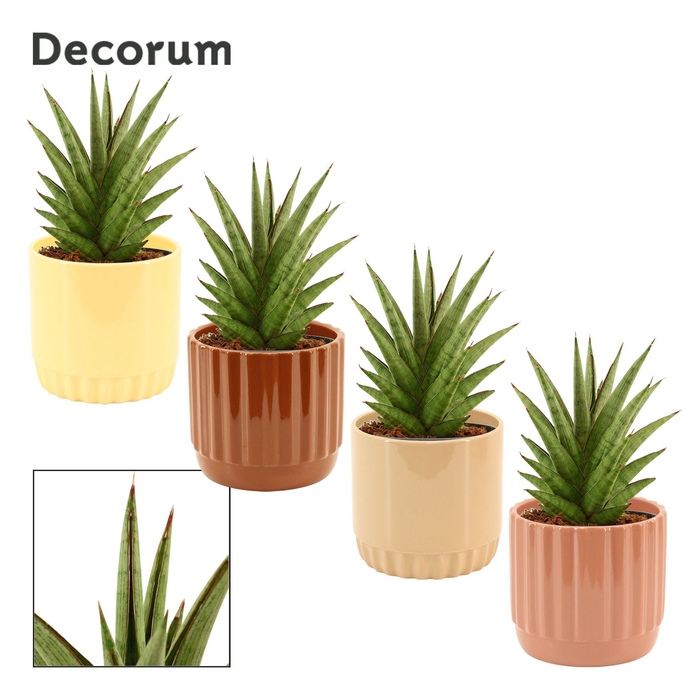 <h4>Sansevieria Jewel Crown 12 cm in Liam (Coffee blend-collection)</h4>
