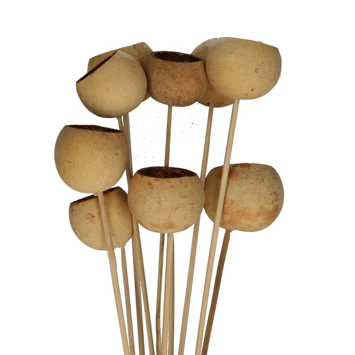 Droogdeco 50cm Bell cup