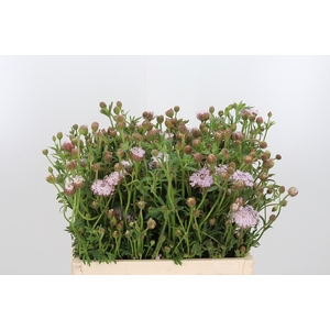 Didiscus Roze